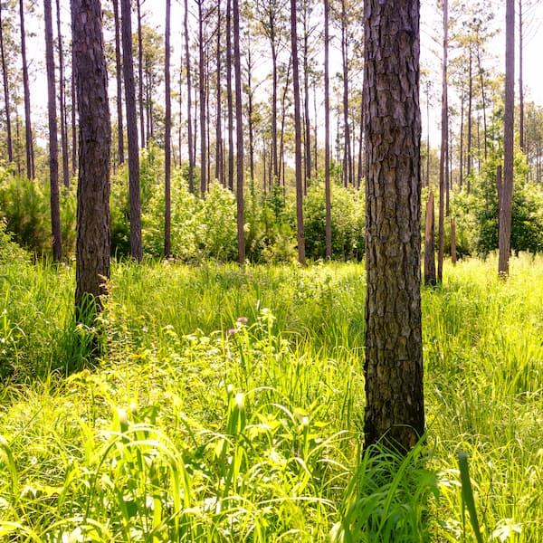 grasslands with a few pine trees