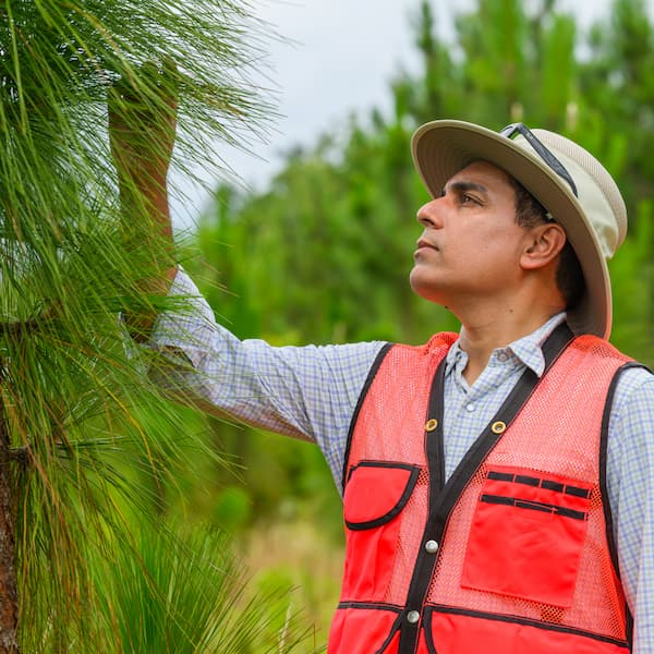 man examining a pine tree