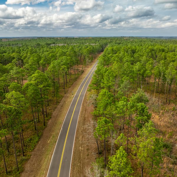 drone picture of trees with a road running through  